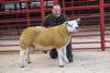 Champion Texel